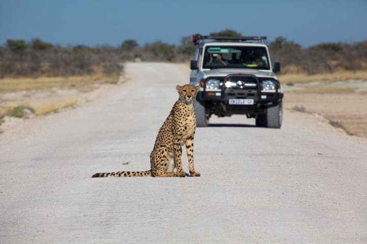 Ganztägige Safari im Etosha Nationalpark thumbnail